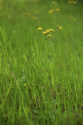 BUITEN BEELD Foto: 427218