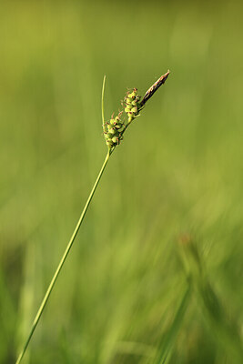 BUITEN BEELD Foto: 427219