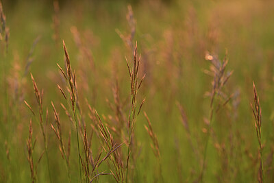 BUITEN BEELD Foto: 427224
