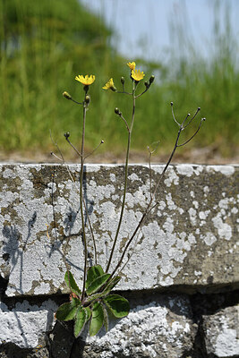 BUITEN BEELD Foto: 427231