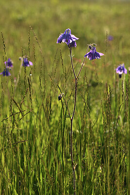 BUITEN BEELD Foto: 427232