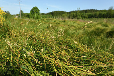 BUITEN BEELD Foto: 427245