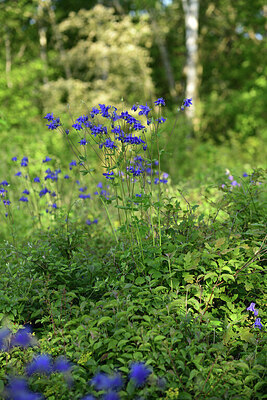 BUITEN BEELD Foto: 427264