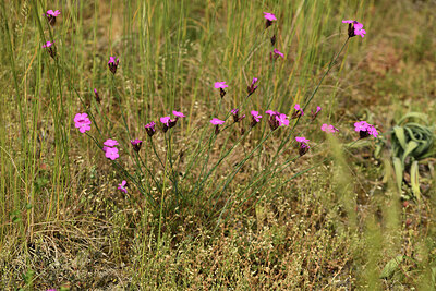 BUITEN BEELD Foto: 427267