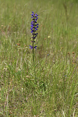 BUITEN BEELD Foto: 427268