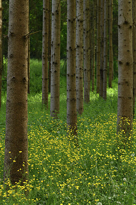BUITEN BEELD Foto: 427283
