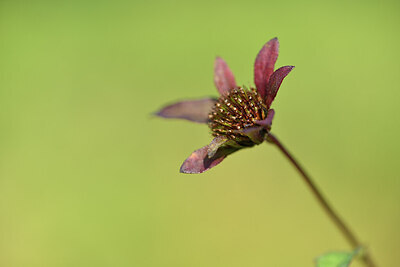 BUITEN BEELD Foto: 427311