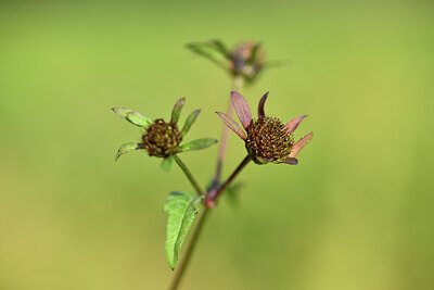 BUITEN BEELD Foto: 427314