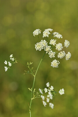 BUITEN BEELD Foto: 427317