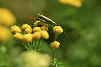 BUITEN BEELD Foto: 427332