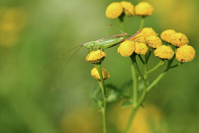 BUITEN BEELD Foto: 427333