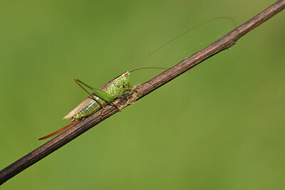 BUITEN BEELD Foto: 427338