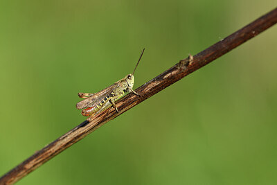 BUITEN BEELD Foto: 427339