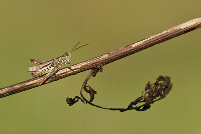 BUITEN BEELD Foto: 427340