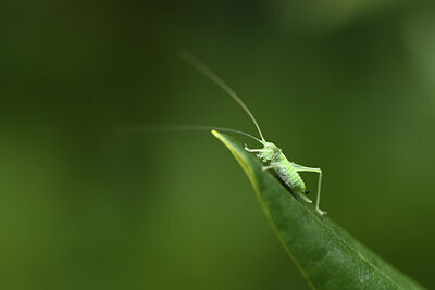 BUITEN BEELD Foto: 427341
