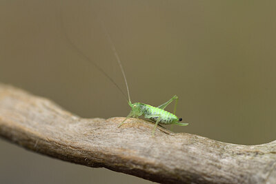 BUITEN BEELD Foto: 427342