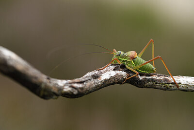 BUITEN BEELD Foto: 427344