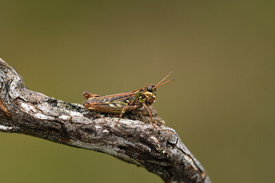 BUITEN BEELD Foto: 427354