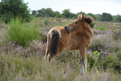 BUITEN BEELD Foto: 427357