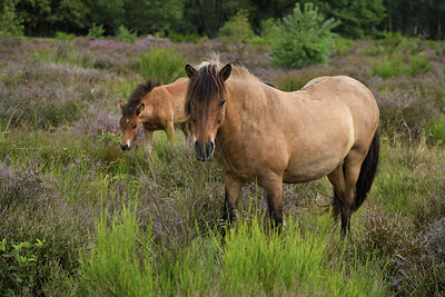 BUITEN BEELD Foto: 427359