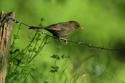 BUITEN BEELD Foto: 427364
