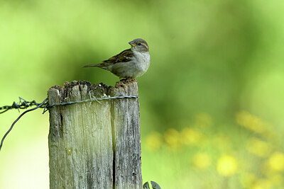 BUITEN BEELD Foto: 427368