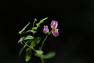 BUITEN BEELD Foto: 427370