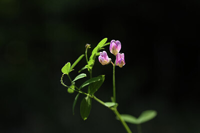 BUITEN BEELD Foto: 427371