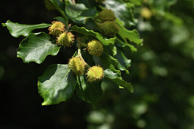 BUITEN BEELD Foto: 427378