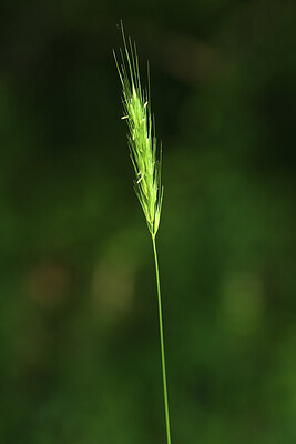 BUITEN BEELD Foto: 427390