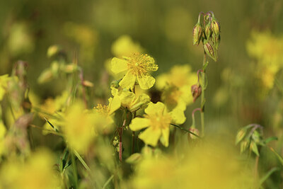 BUITEN BEELD Foto: 427391