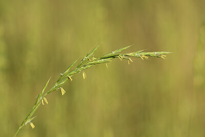 BUITEN BEELD Foto: 427400