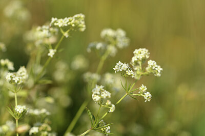 BUITEN BEELD Foto: 427405