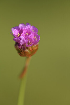 BUITEN BEELD Foto: 427408