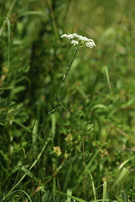 BUITEN BEELD Foto: 427409