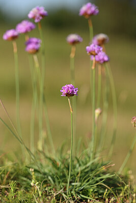 BUITEN BEELD Foto: 427410