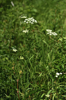 BUITEN BEELD Foto: 427412