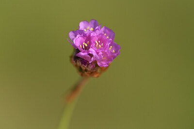 BUITEN BEELD Foto: 427415