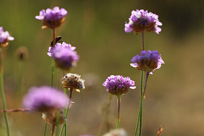 BUITEN BEELD Foto: 427417