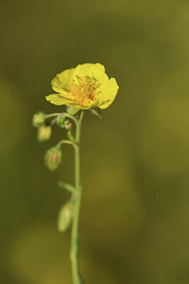 BUITEN BEELD Foto: 427418