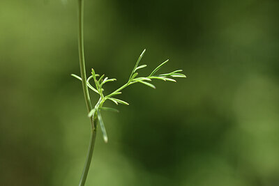 BUITEN BEELD Foto: 427424
