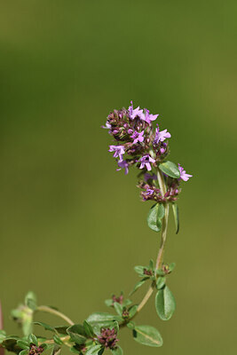 BUITEN BEELD Foto: 427426