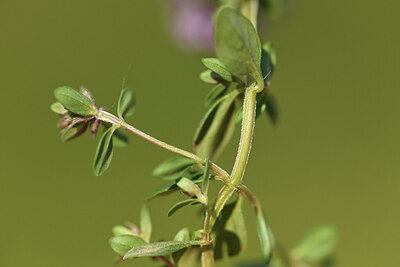 BUITEN BEELD Foto: 427442