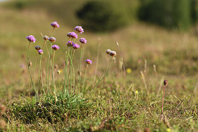 BUITEN BEELD Foto: 427447