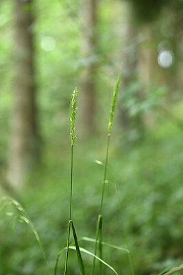 BUITEN BEELD Foto: 427454