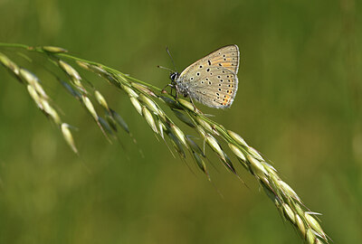 BUITEN BEELD Foto: 427460