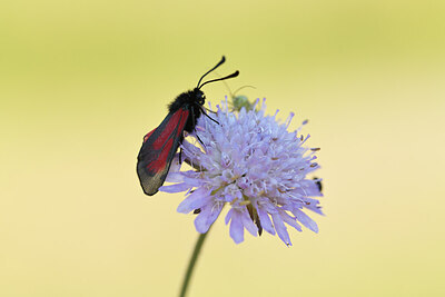 BUITEN BEELD Foto: 427462