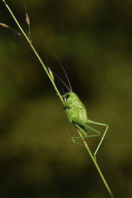 BUITEN BEELD Foto: 427465