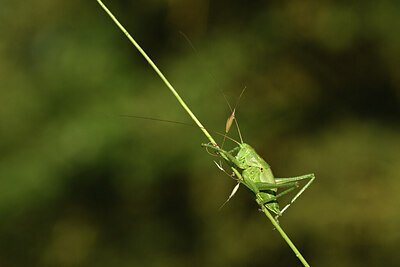 BUITEN BEELD Foto: 427470