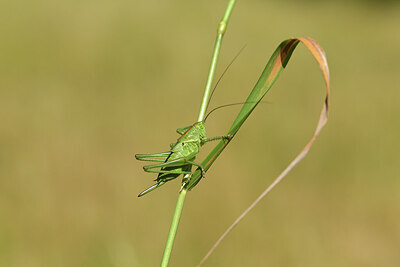 BUITEN BEELD Foto: 427471